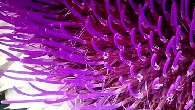 MY LESBIAN STALKER KEEPS SHOWING ME HER PINK VAGINA! (OK IT IS PRETTY NICE)