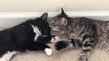 Lesbian Pussy Licking (Girl on Girl)