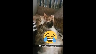 My cats being lesbians.