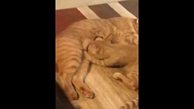 lesbian pussy licking